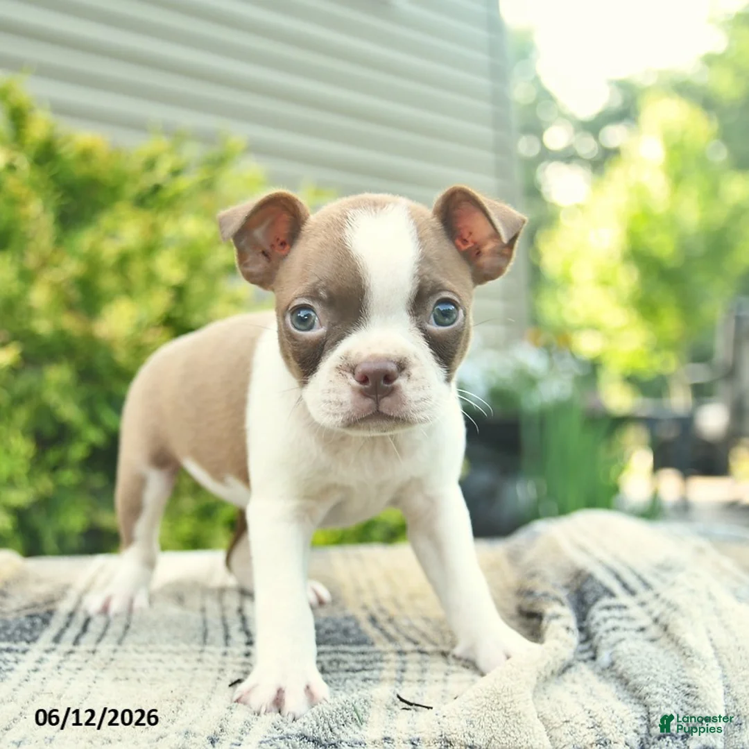 Boston Terrier dogs for sale: Buttercup  - Ad 2
