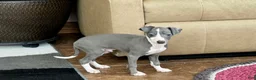Italian Greyhound dogs for sale: Mj - Ad 3