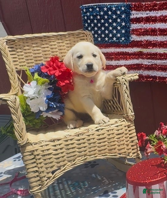 Labrador Retriever dogs Labrador Retriever Puppy 6 - Ad 1