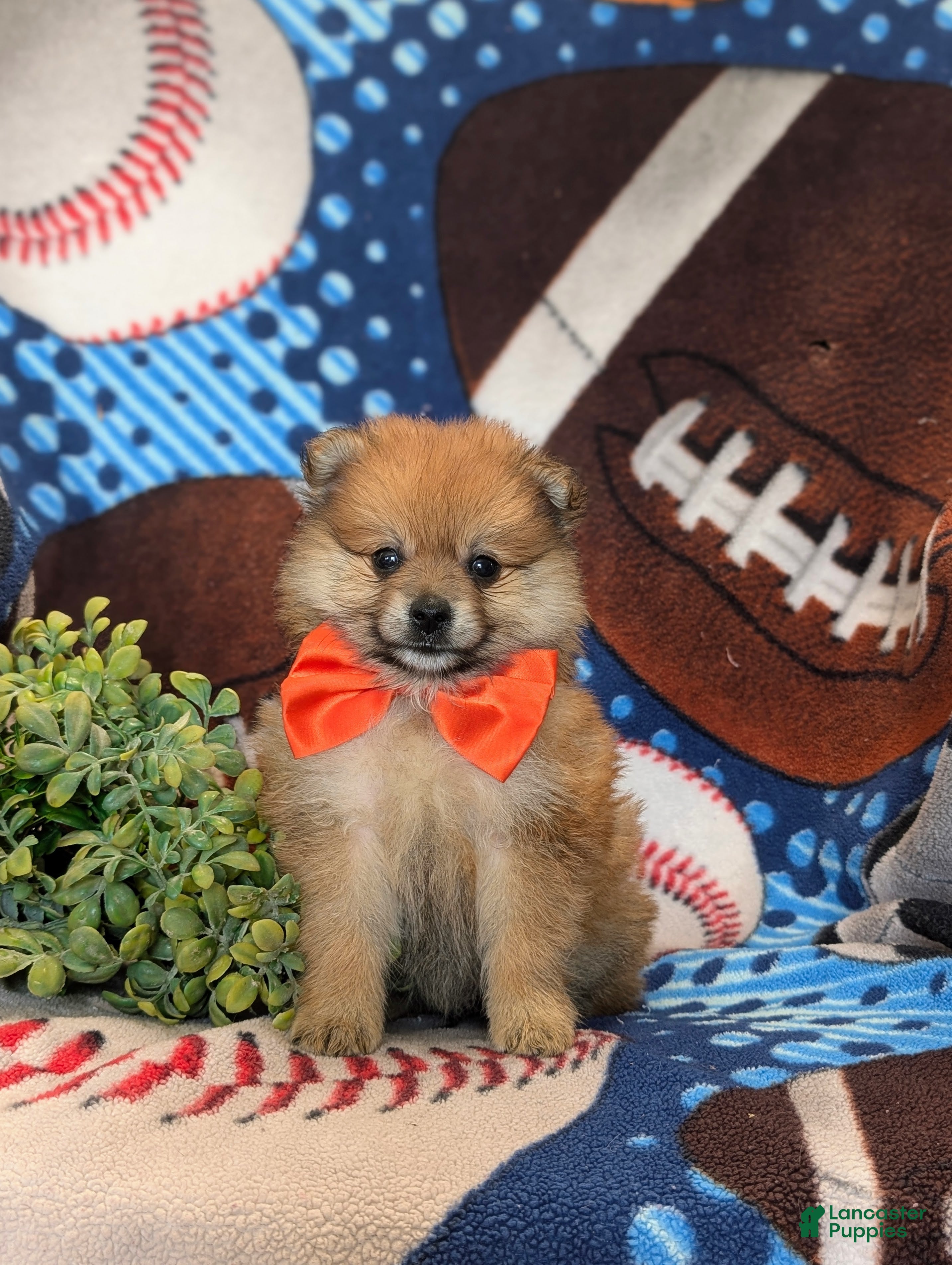 Pomeranian dogs Boone - Ad 2