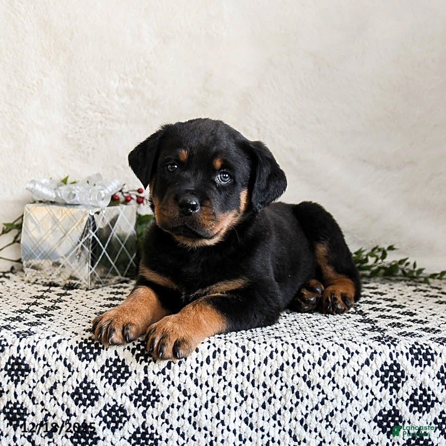 Rottweiler dogs Indie - Ad 2