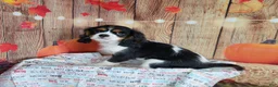 Cavalier King Charles Spaniel dogs for sale: Zoro - Ad 3