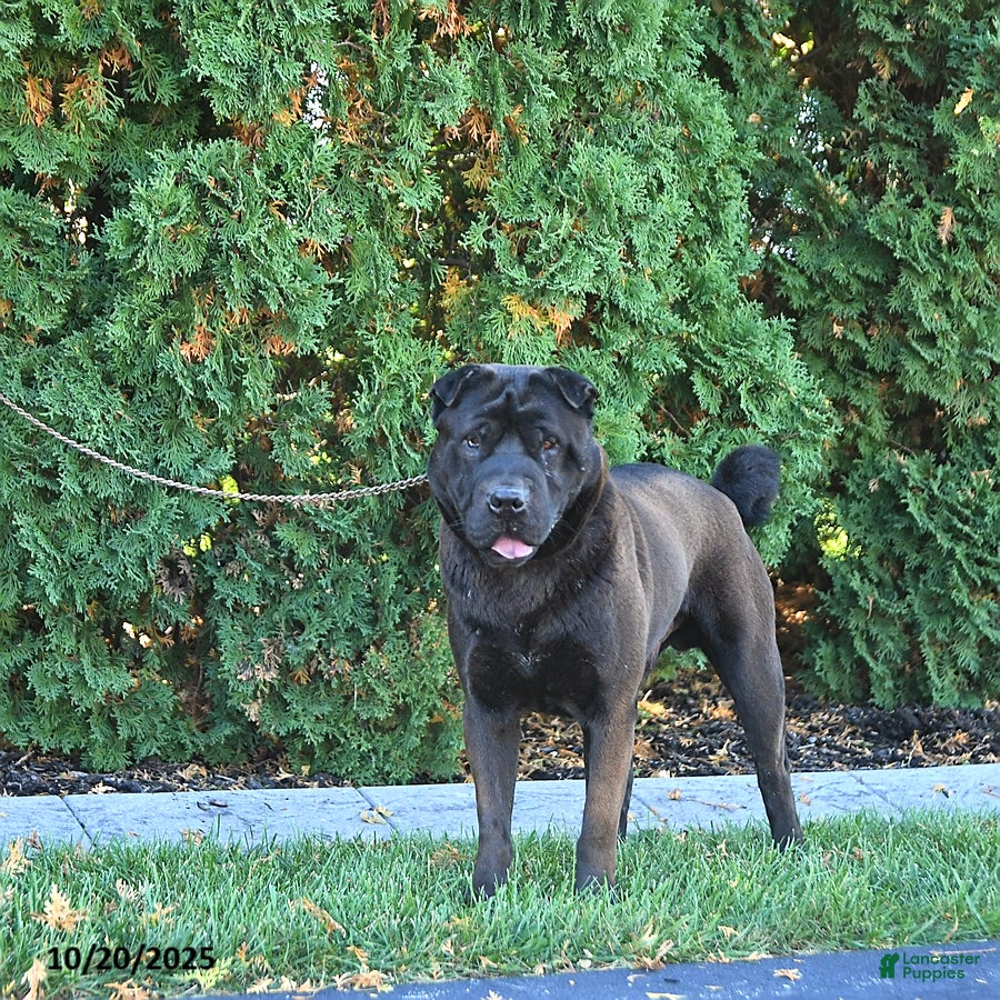 Shar Pei dogs Bruce - Ad 1