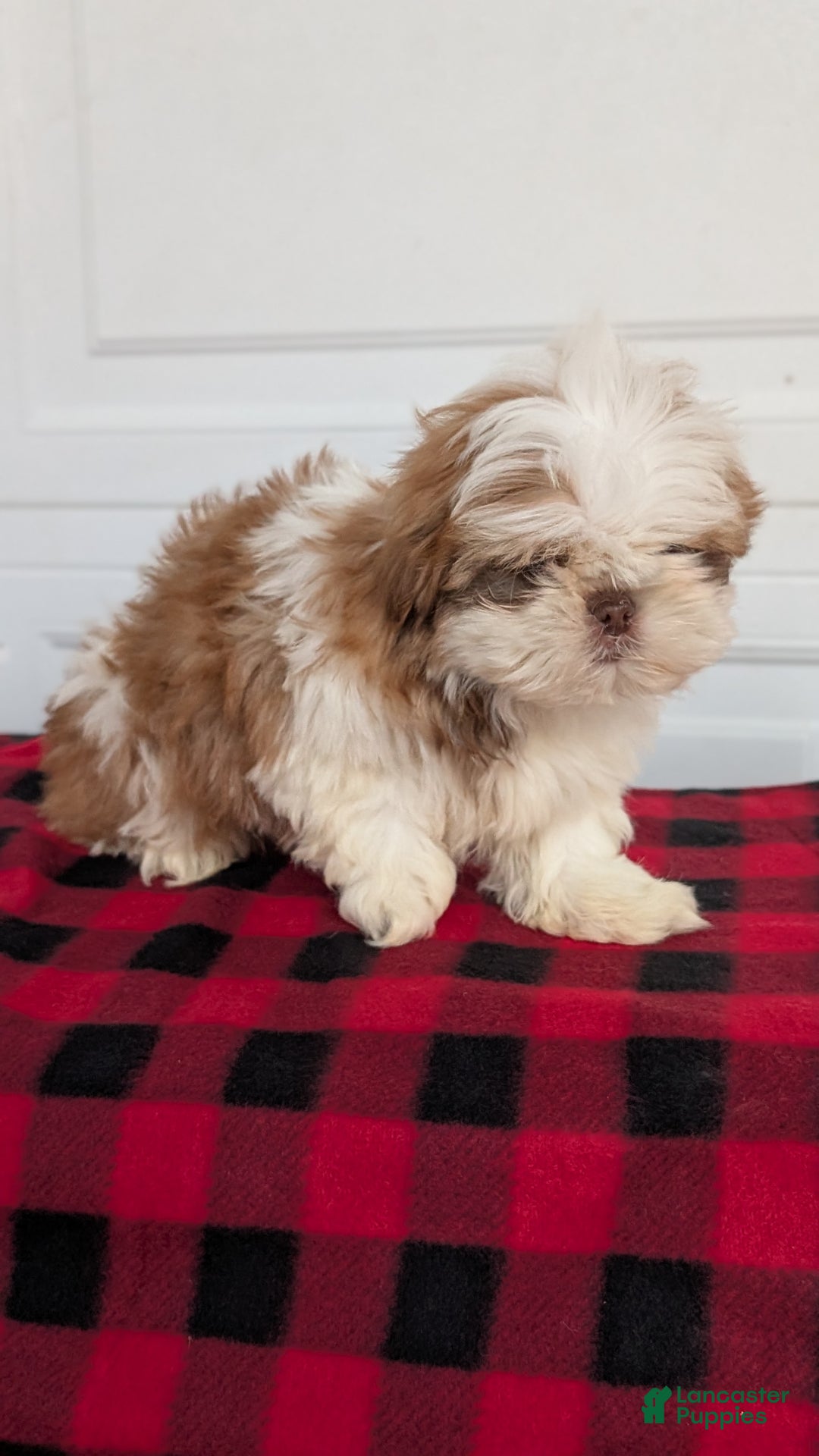 Shih Tzu dogs for sale: Mac - Ad 9
