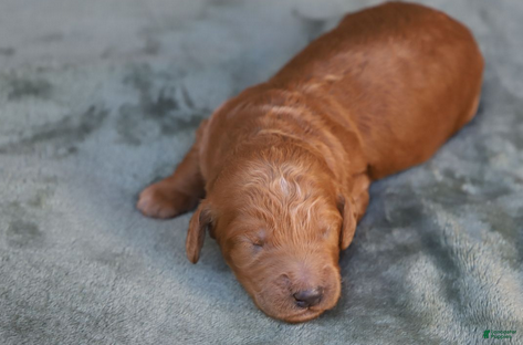 Goldendoodle dogs Orion - Ad 16