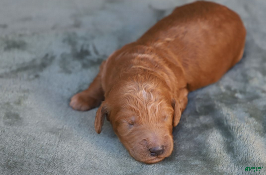 Goldendoodle dogs for sale: Orion - Ad 1