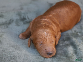 Goldendoodle dogs Orion - Ad 37