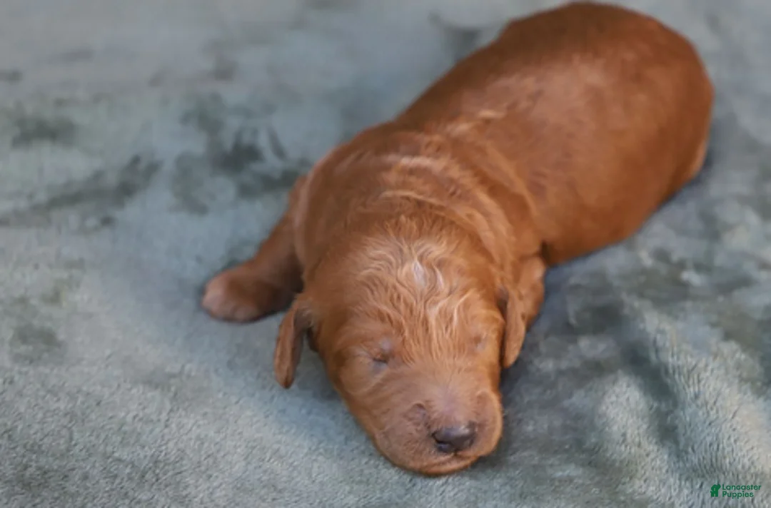 Goldendoodle dogs for sale: Orion - Ad 1