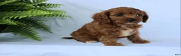 Cavapoo dogs for sale: Marcy - Ad 3