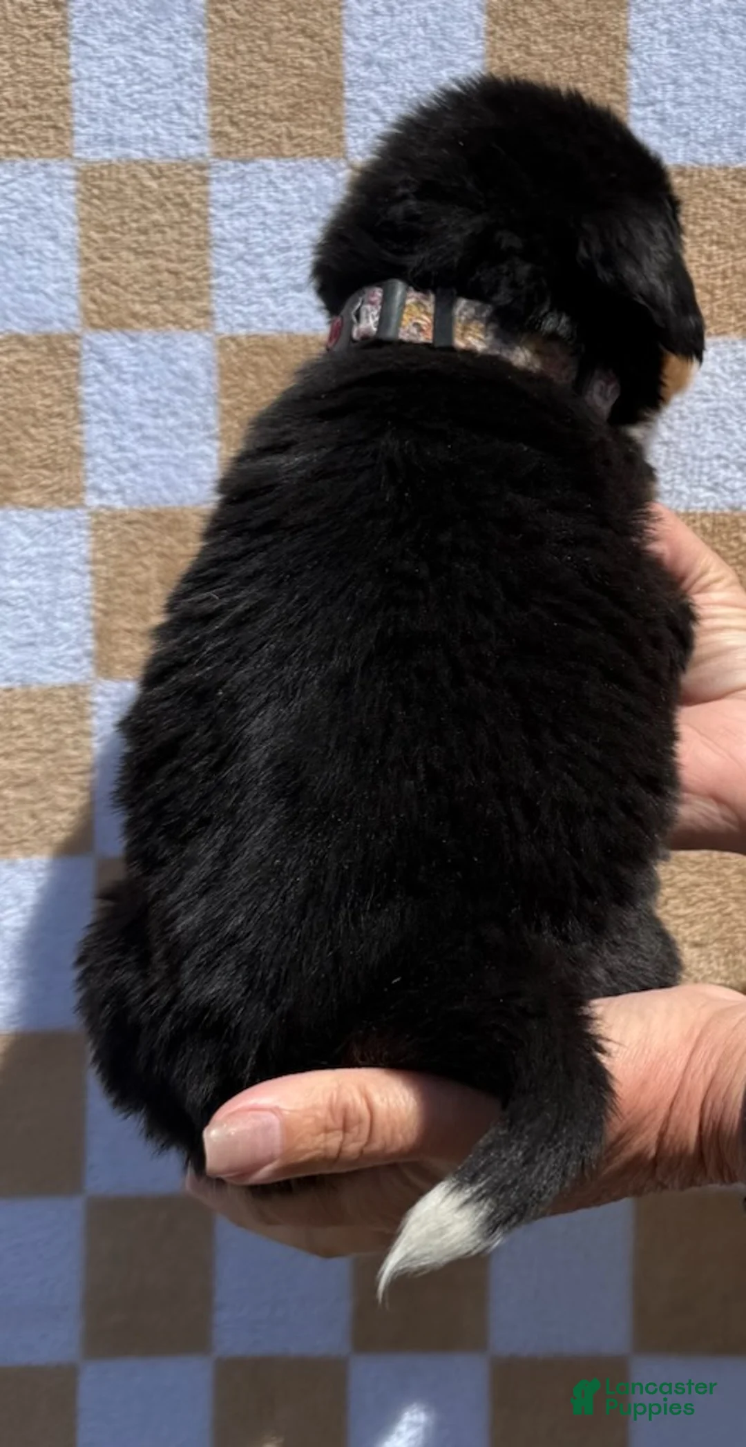 Bernese Mountain Dog dogs for sale: Wildflower - Ad 5