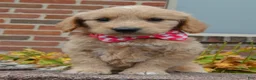 Mini Goldendoodle dogs for sale: Mini Gracie - Ad 16