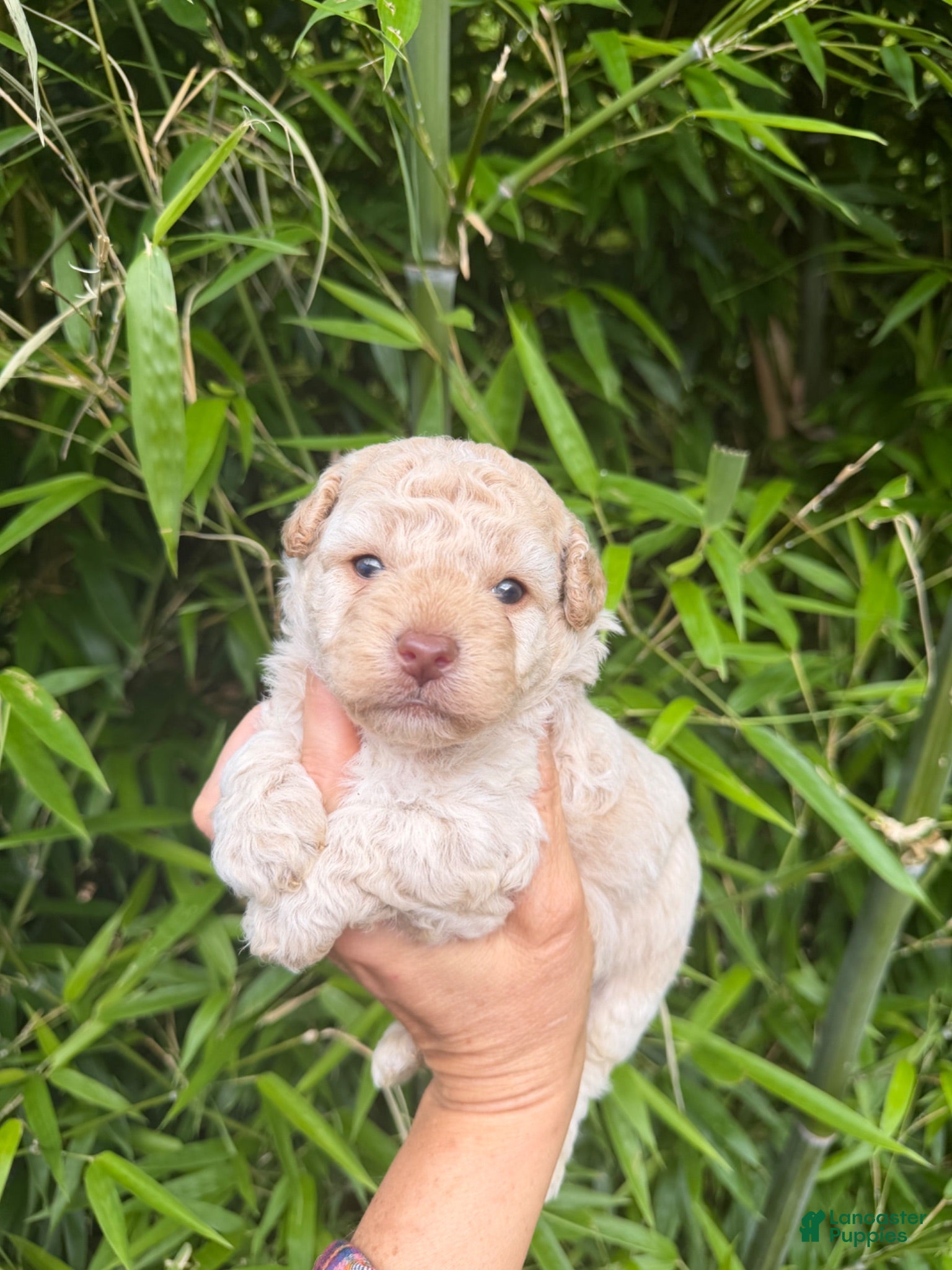 Cockapoo dogs Cockapoo 2 - Ad 13