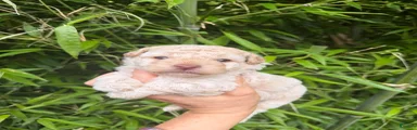 Cockapoo 2