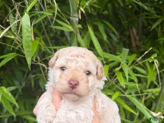 Cockapoo dogs Cockapoo 2 - Ad 13