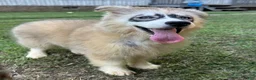 Siberian Husky dogs for sale: REYNA - Ad 15
