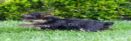 Yorkshire Terrier dogs for sale: Willy Yorkshire Terrier Puppy  - Ad 14
