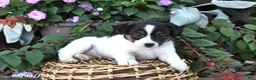 Mixed Breed dogs for sale: Captain - Ad 2