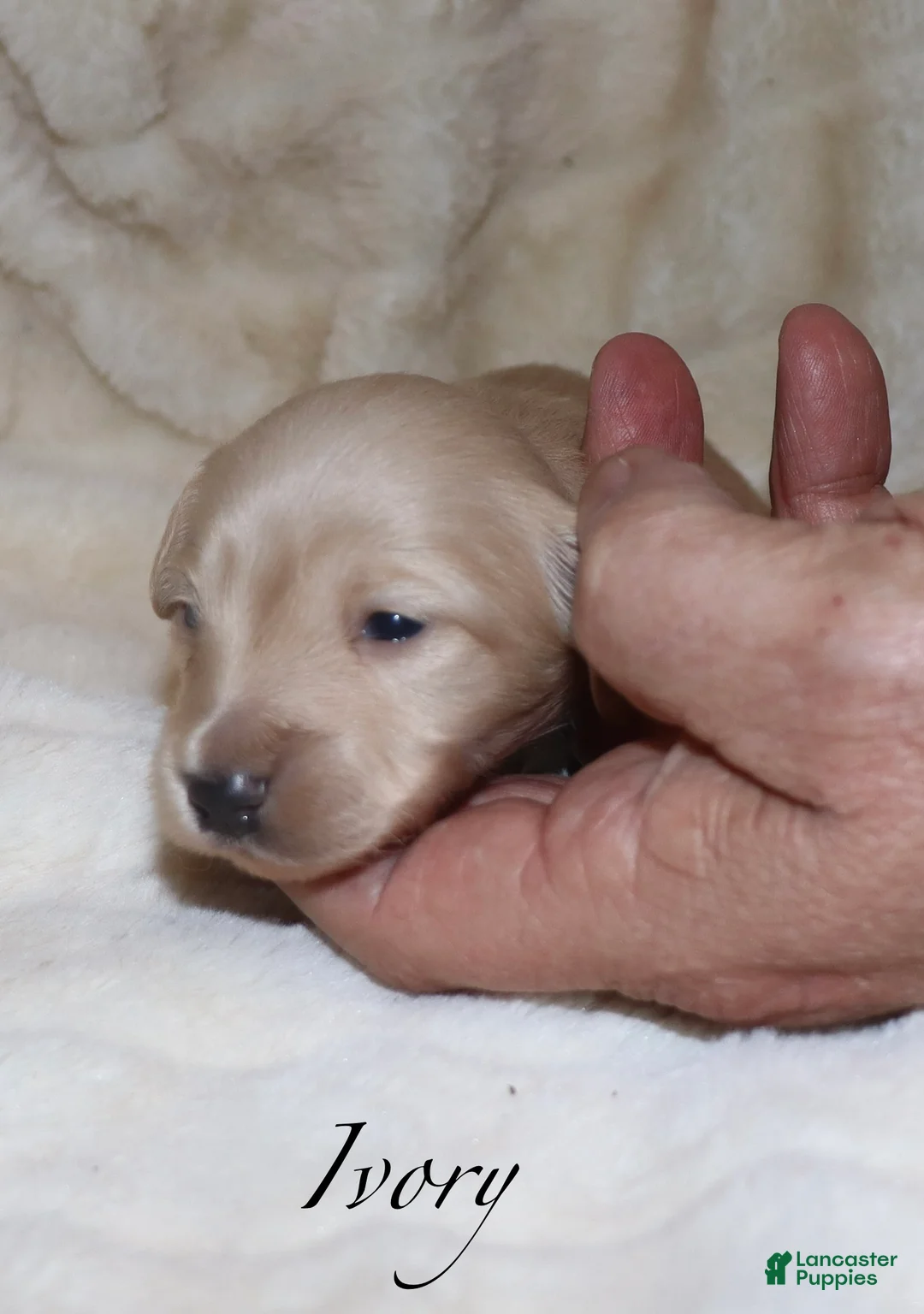 Dachshund dogs for sale: Ivory - Ad 1