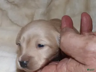 Dachshund dogs Ivory - Ad 20