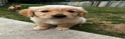 Goldador dogs for sale: Goldador Male 4 - Ad 1