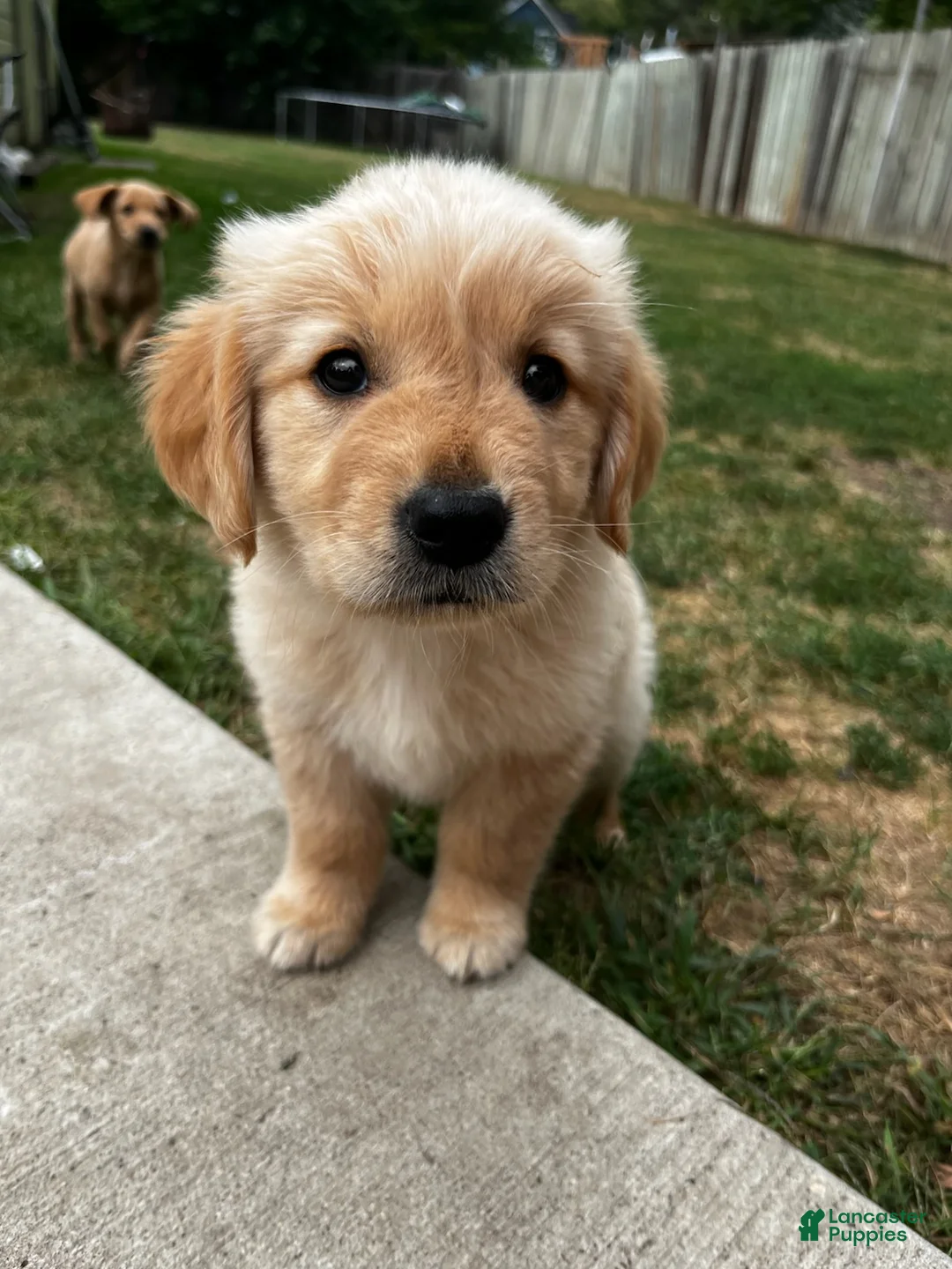 Goldador dogs for sale: Goldador Male 4 - Ad 1