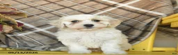Maltipoo dogs for sale: Sugar  - Ad 2