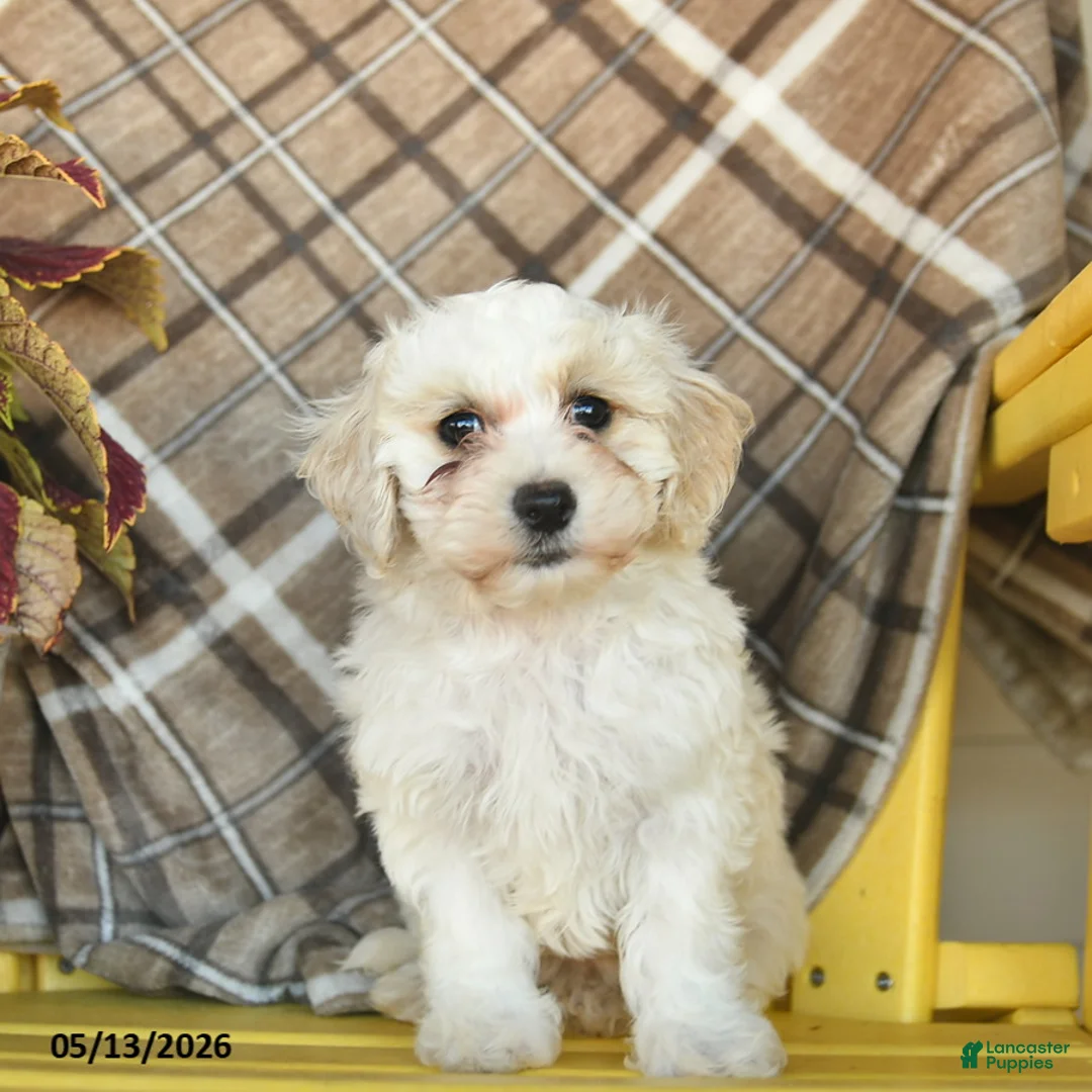Maltipoo dogs for sale: Sugar  - Ad 2