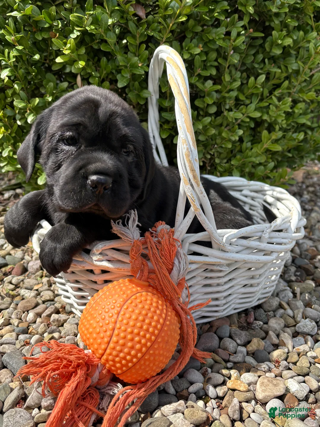 Mini Hippo dogs for sale: Ina - Ad 4