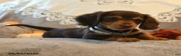 Dachshund dogs for sale: Prancer - Ad 3