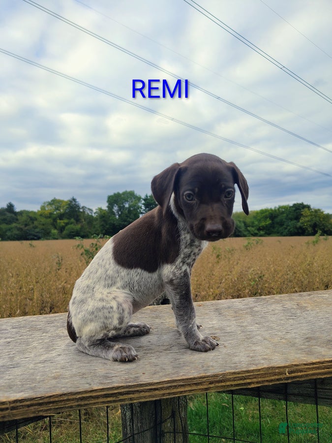 Remi