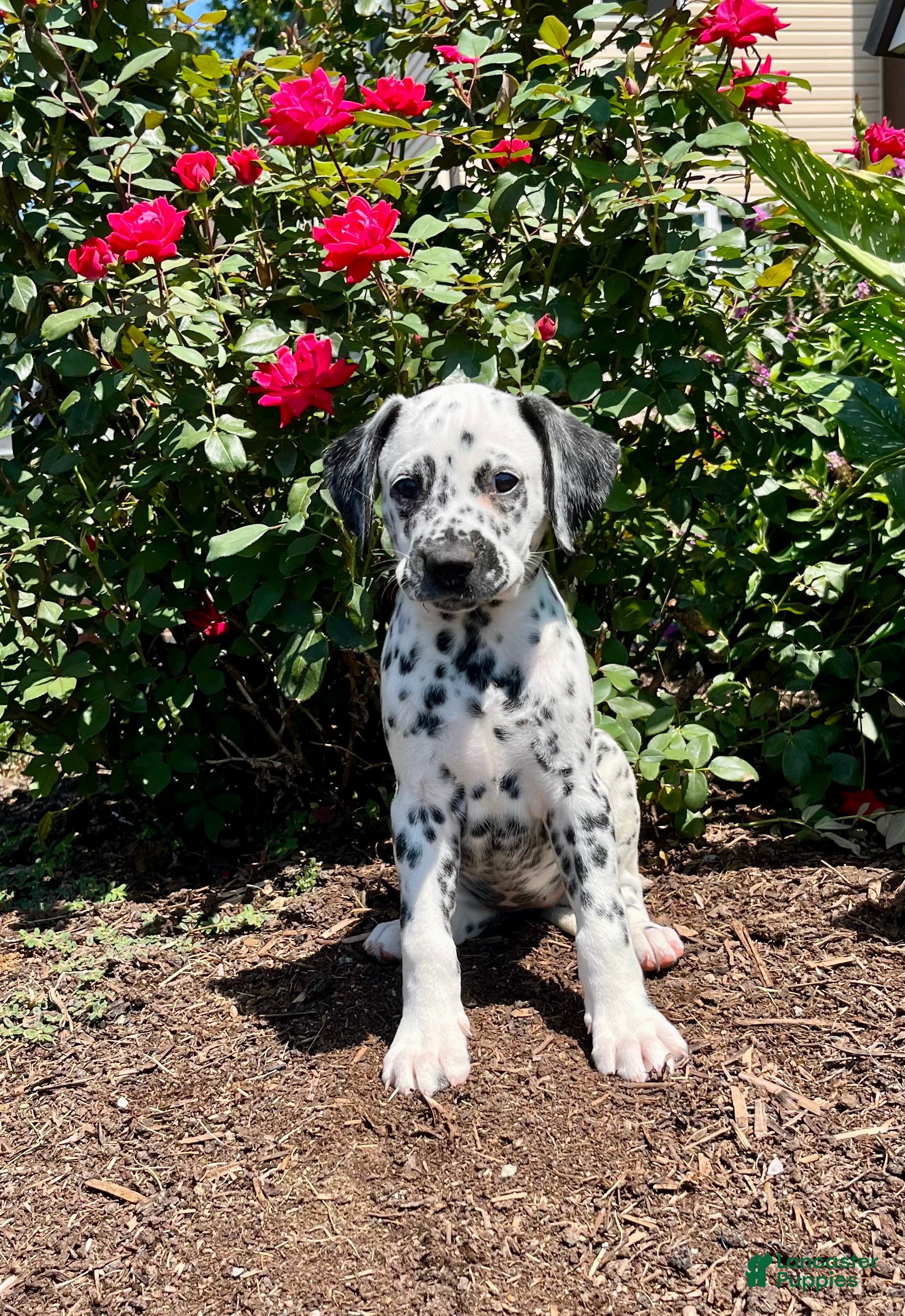Dalmatian dogs Sadie❤️AKC Registered🐾Text or Call today - Ad 1