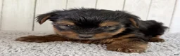 Yorkshire Terrier dogs for sale: Thor - Ad 5