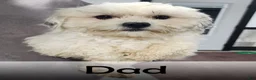 Havanese dogs for sale: Ace - Ad 7