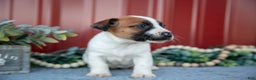 Jack Russell Terrier dogs for sale: Gia - Ad 3