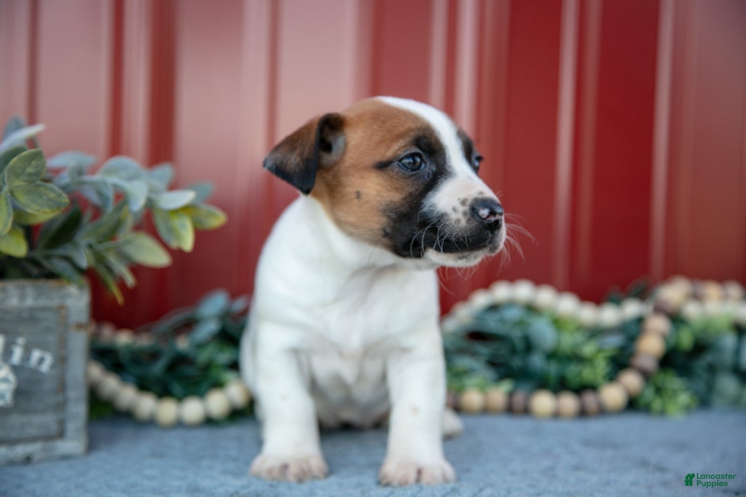 Jack Russell Terrier dogs for sale: Gia - Ad 3
