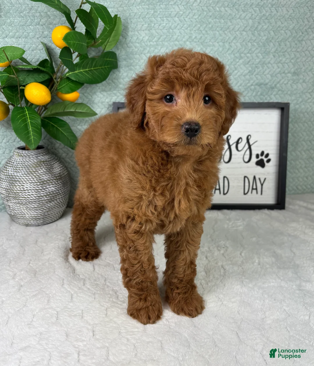 Mini Goldendoodle dogs for sale: Greyson - Ad 5