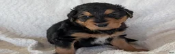 Mixed Breed dogs for sale: Mort - Ad 8
