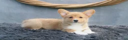 Welsh Corgi Pembroke dogs for sale: Drizzle - Ad 3