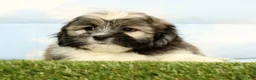 Lhasa Apso dogs for sale: Kingston - Ad 3