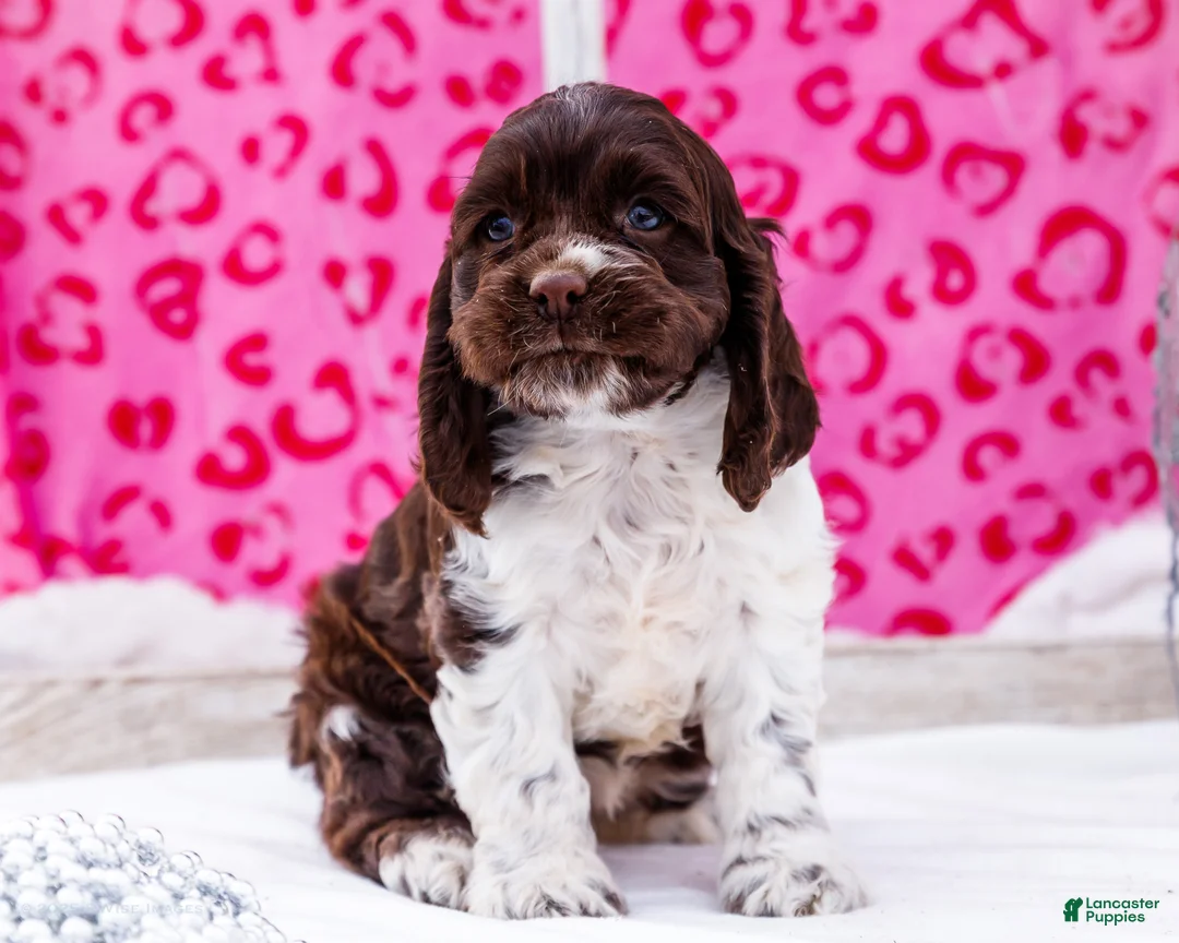 Cocker Spaniel dogs for sale: Whitney - Ad 7