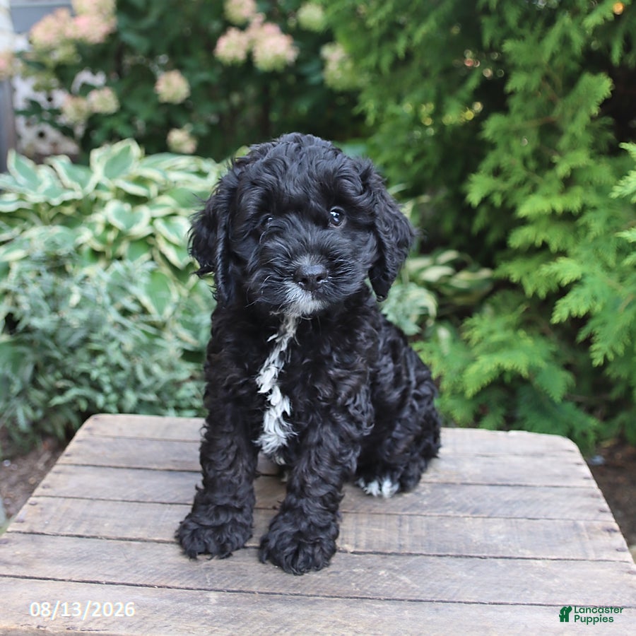 Cockapoo dogs Cash - Ad 1