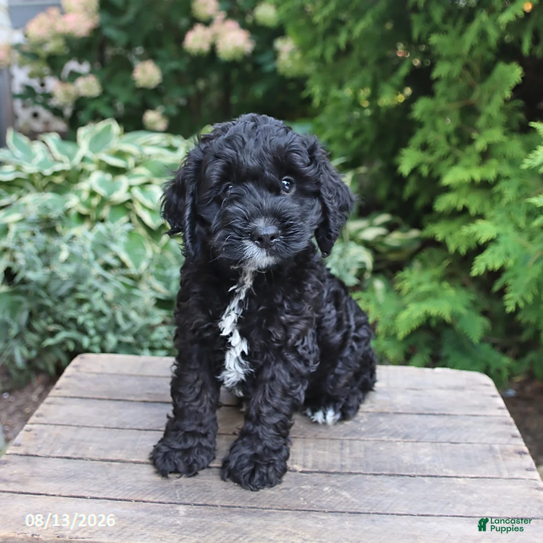 Cockapoo dogs for sale: Cash - Ad 1