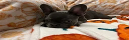 French Bulldog dogs for sale: Charlotte - Ad 4