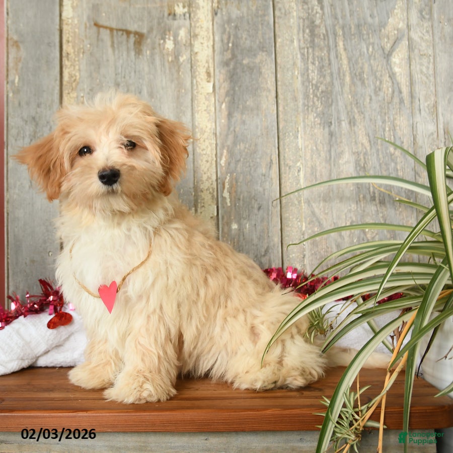 Maltipoo dogs Joy - Ad 2