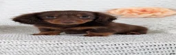 Miniature Dachshund dogs for sale: Zion - Ad 11
