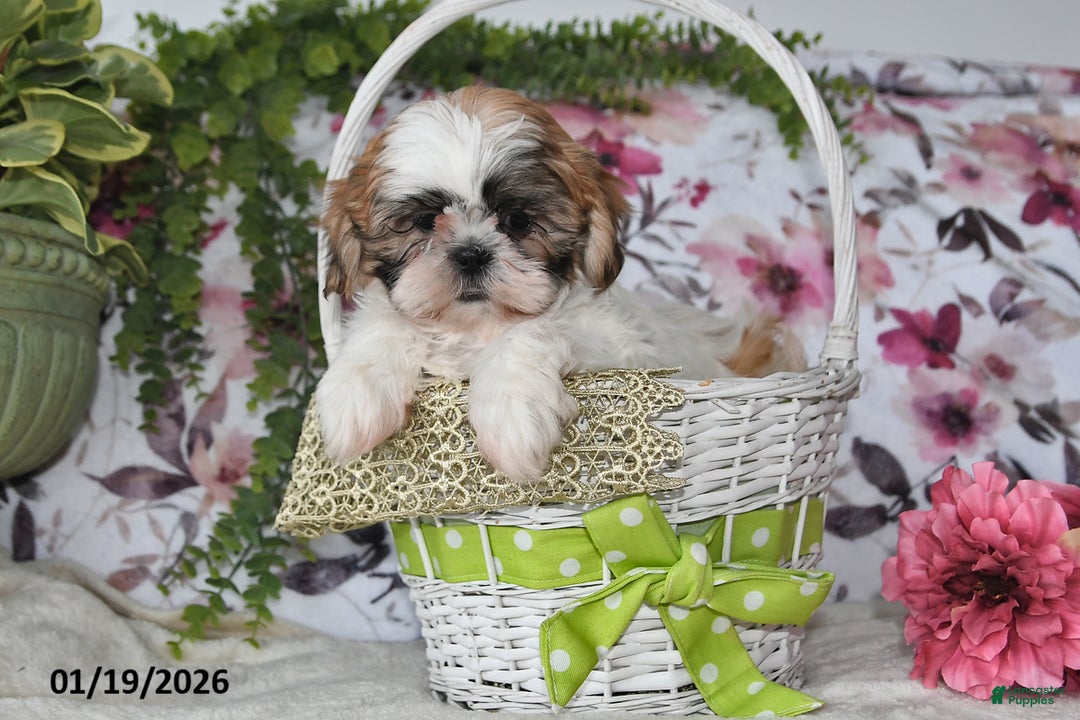 Shih Tzu dogs for sale: Sheila - Ad 2
