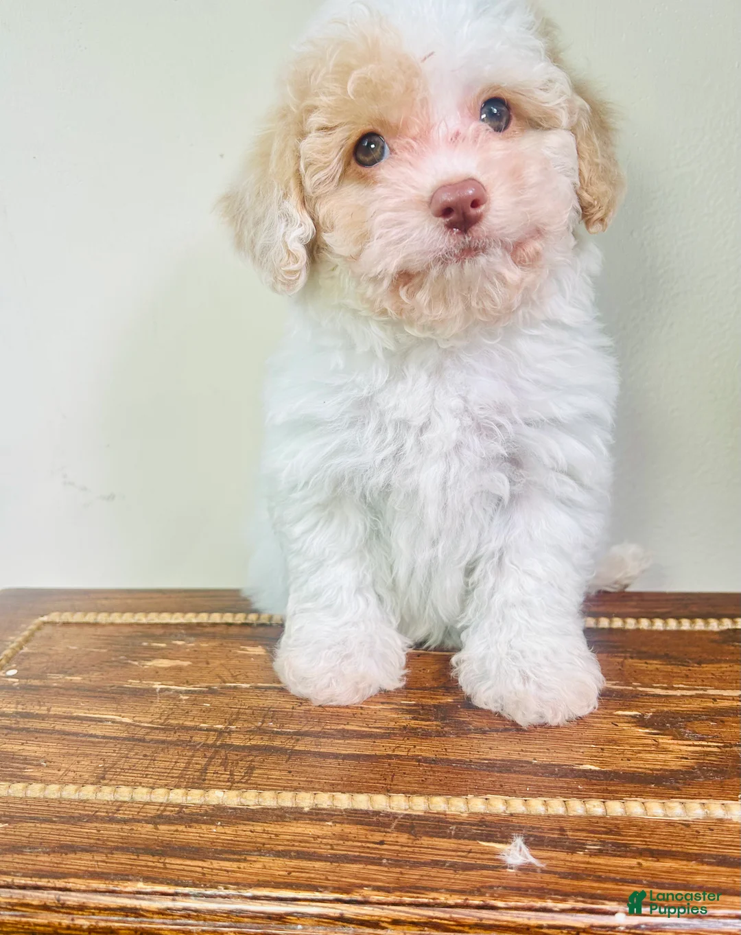 Cavapoo dogs for sale: Olaf - Ad 2