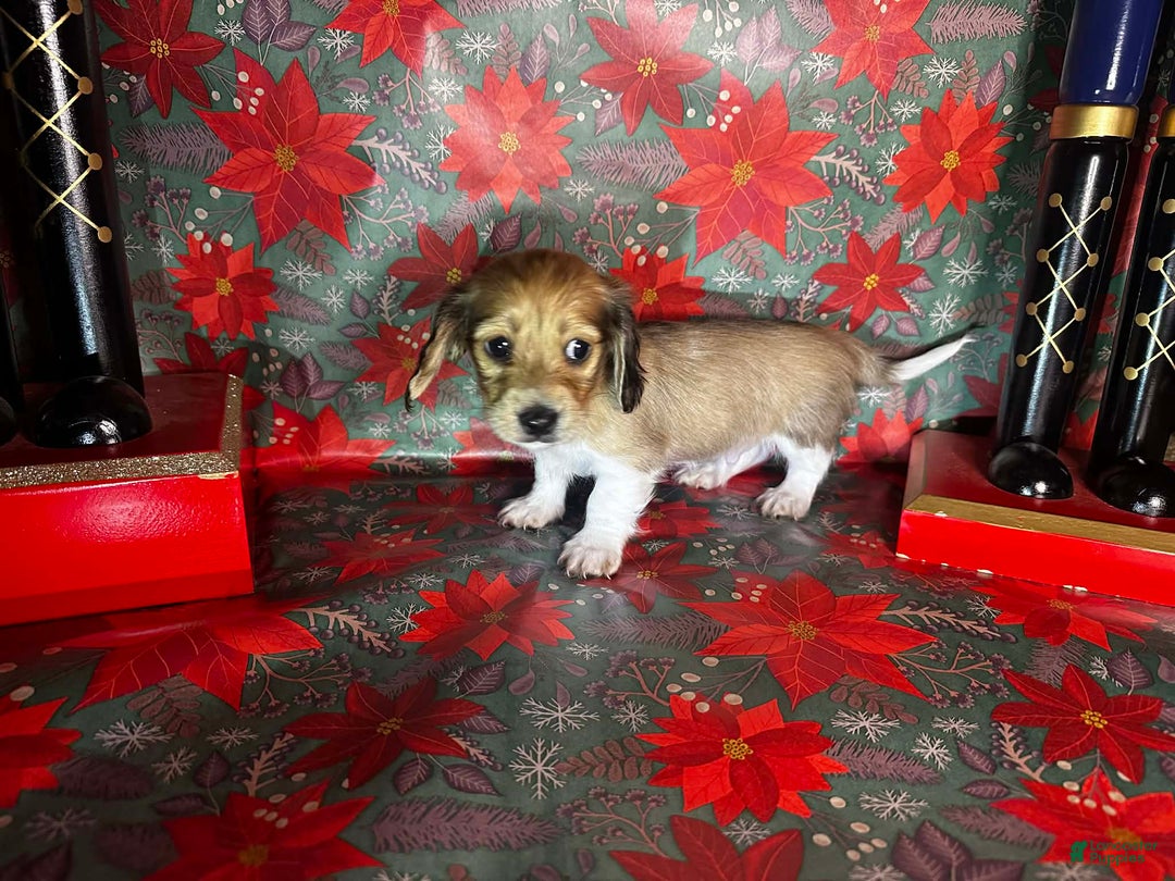 Dachshund dogs for sale: Daffy - Ad 5