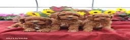 Cockapoo dogs for sale: Handsome - Ad 2