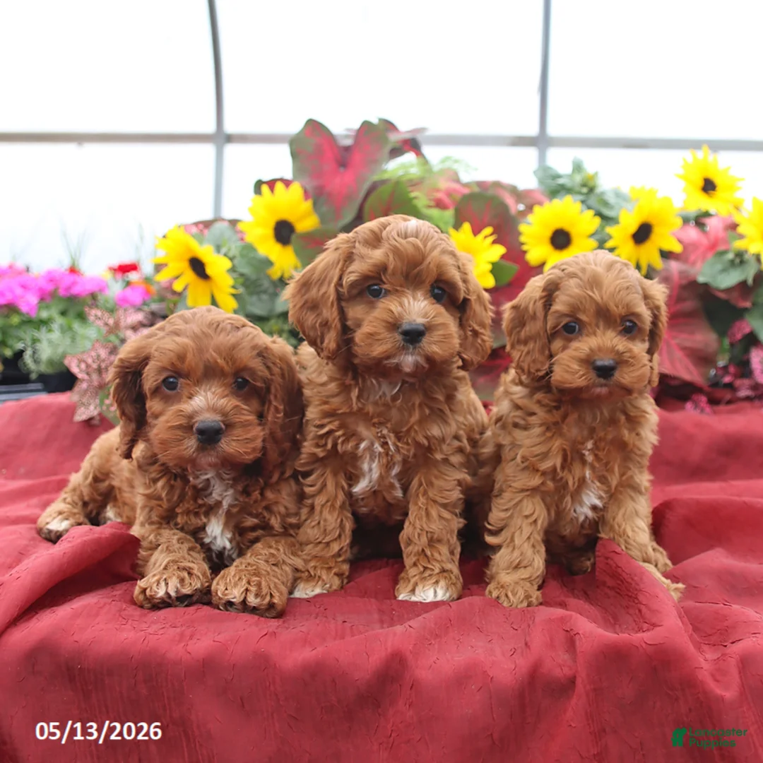 Cockapoo dogs for sale: Handsome - Ad 2